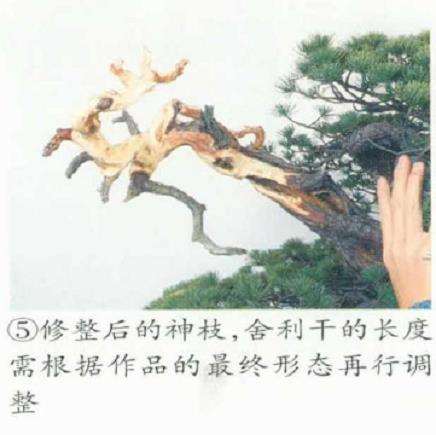 图解 五针松盆景的原冠部改成神枝的5个步骤