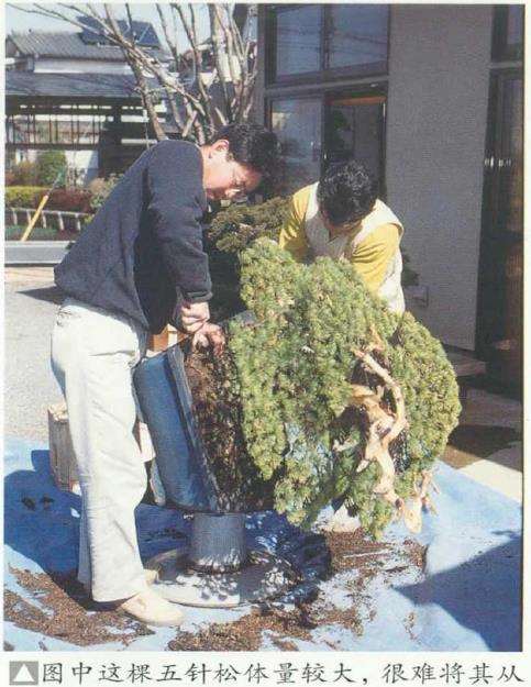 图解 五针松盆景怎么选择大小合适的盆钵