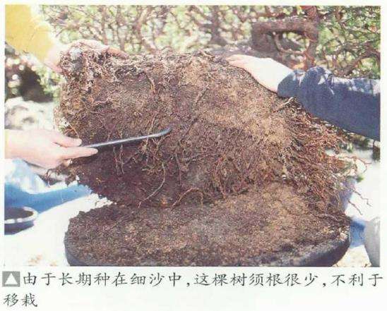 图解 五针松盆景怎么选择大小合适的盆钵