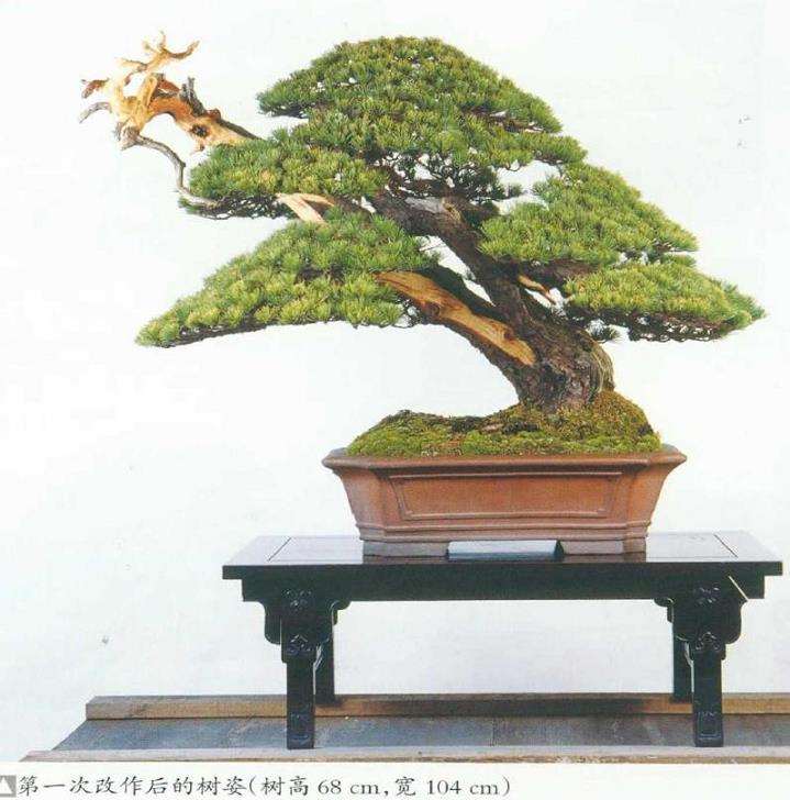 图解 五针松盆景怎么选择大小合适的盆钵