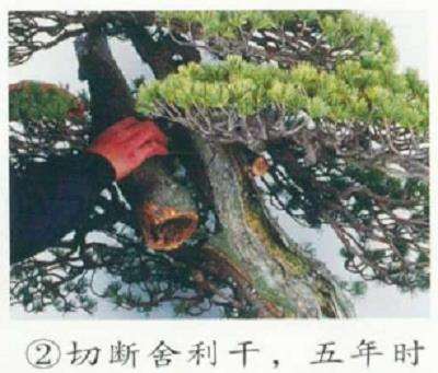 图解 五针松盆景的舍利干枯死 怎么办