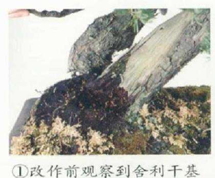 图解 五针松盆景的舍利干枯死 怎么办