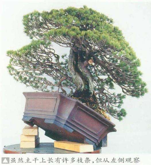 图解 五针松盆景的舍利干枯死 怎么办