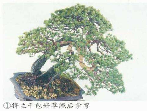 图解 五针松盆景的舍利干枯死 怎么办