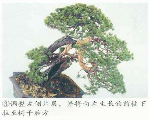 图解 五针松盆景的舍利干枯死 怎么办