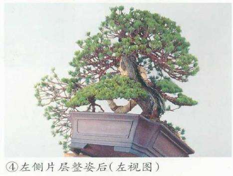 图解 五针松盆景的舍利干枯死 怎么办