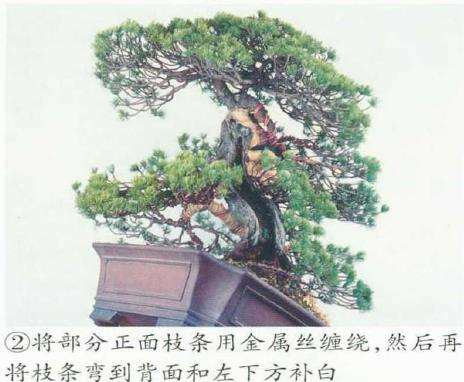 图解 五针松盆景的舍利干枯死 怎么办