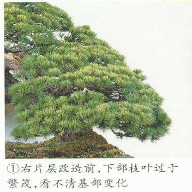图解 五针松盆景左右片层怎么改造的5个步骤