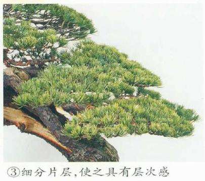 图解 五针松盆景左右片层怎么改造的5个步骤