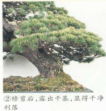 图解 五针松盆景左右片层怎么改造的5个步骤