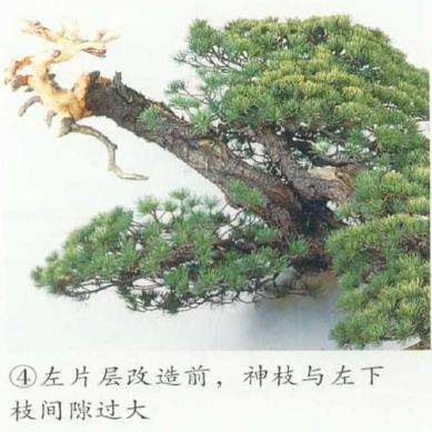 图解 五针松盆景左右片层怎么改造的5个步骤
