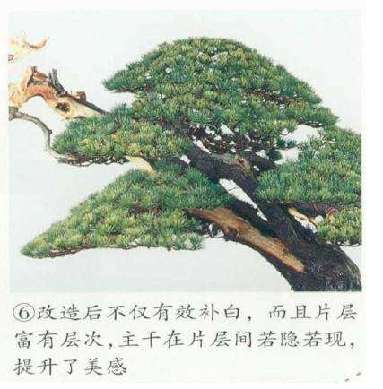 图解 五针松盆景左右片层怎么改造的5个步骤
