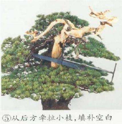 图解 五针松盆景左右片层怎么改造的5个步骤