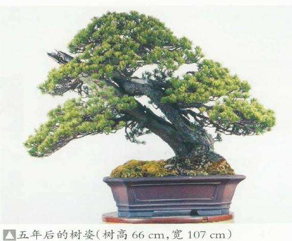 图解 五针松盆景的舍利干枯死 怎么办