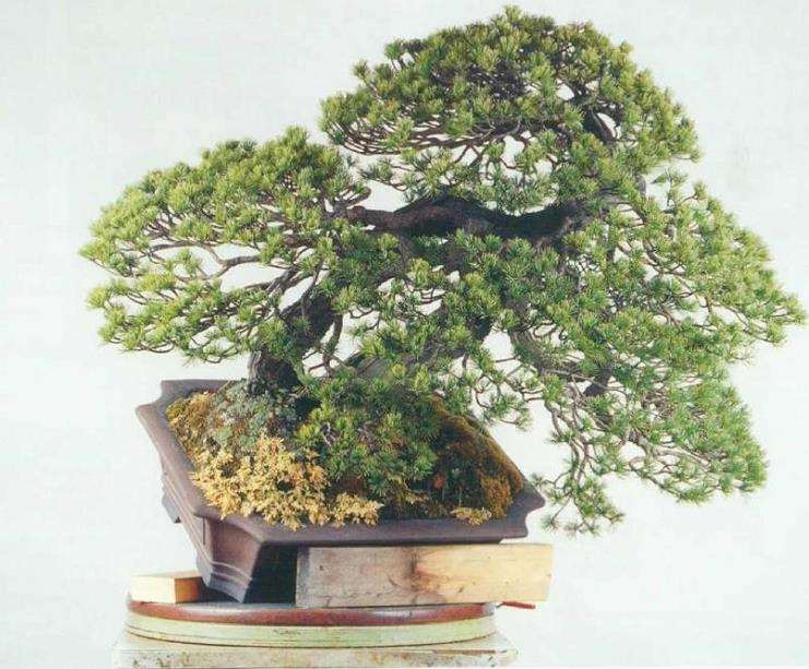 图解 五针松盆景的舍利干枯死 怎么办