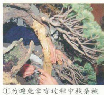 图解 五针松盆景的舍利干枯死 怎么办