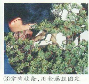 图解 五针松盆景的舍利干枯死 怎么办