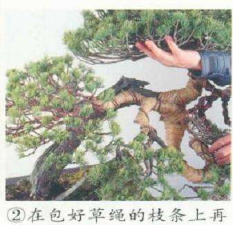 图解 五针松盆景的舍利干枯死 怎么办