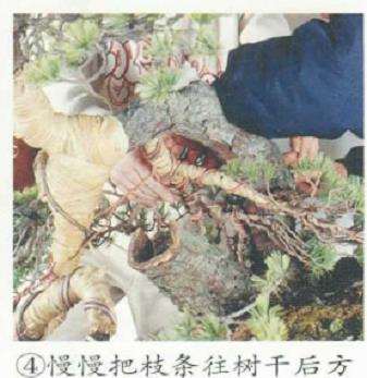 图解 五针松盆景的舍利干枯死 怎么办