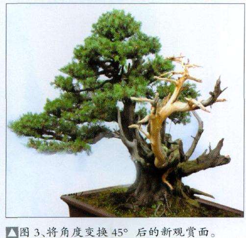 图解 刺柏盆景怎么制作舍利干的4个步骤