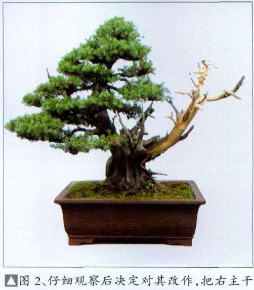 图解 刺柏盆景怎么制作舍利干的4个步骤