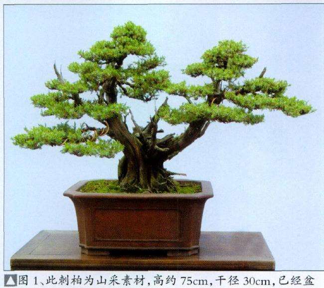 图解 刺柏盆景怎么制作舍利干的4个步骤