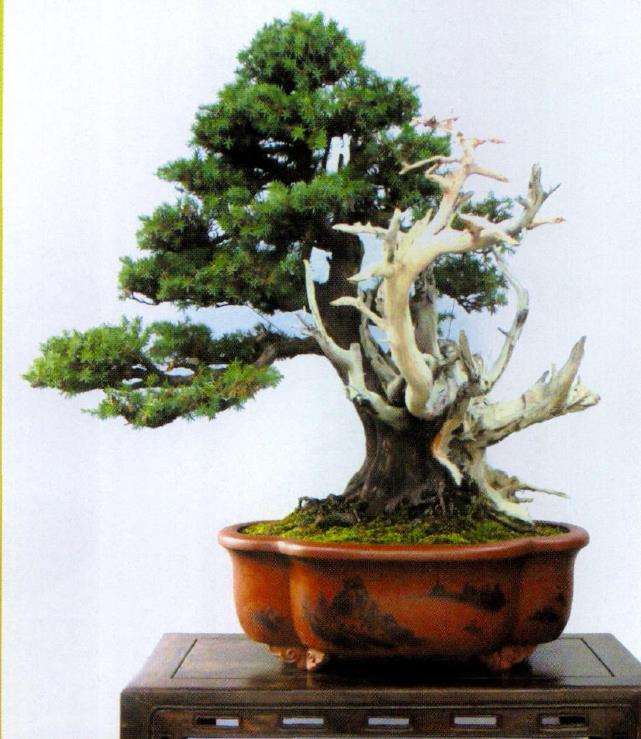 图解 刺柏盆景怎么制作舍利干的4个步骤