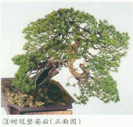 图解 五针松盆景树冠怎么整姿的6个步骤