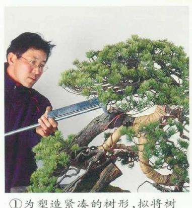 图解 五针松盆景树冠怎么整姿的6个步骤