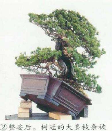 图解 五针松盆景树冠怎么整姿的6个步骤