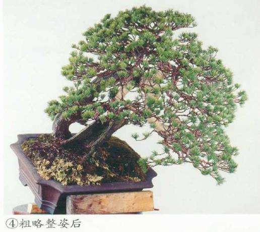 图解 五针松盆景树冠怎么整姿的6个步骤