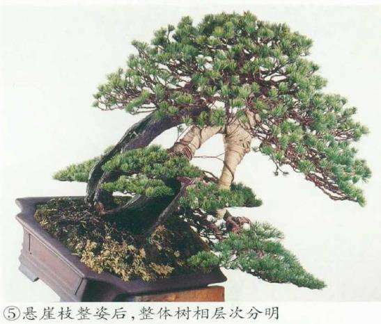 图解 五针松盆景树冠怎么整姿的6个步骤