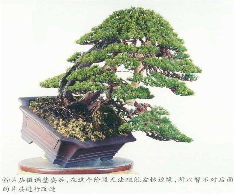 图解 五针松盆景树冠怎么整姿的6个步骤