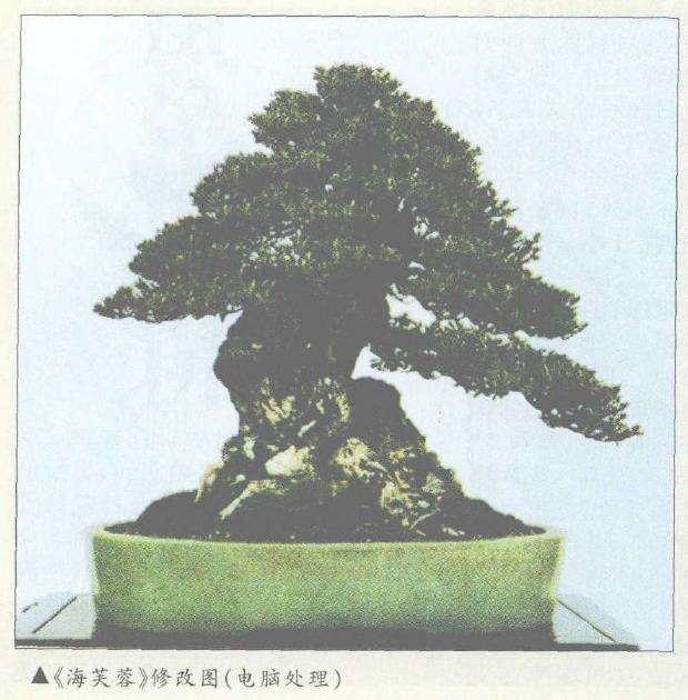 对台湾盆景的3个修改建议 图片