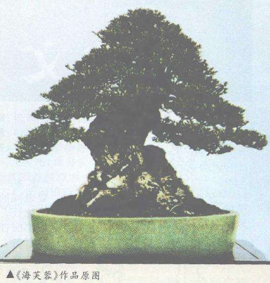 对台湾盆景的3个修改建议 图片