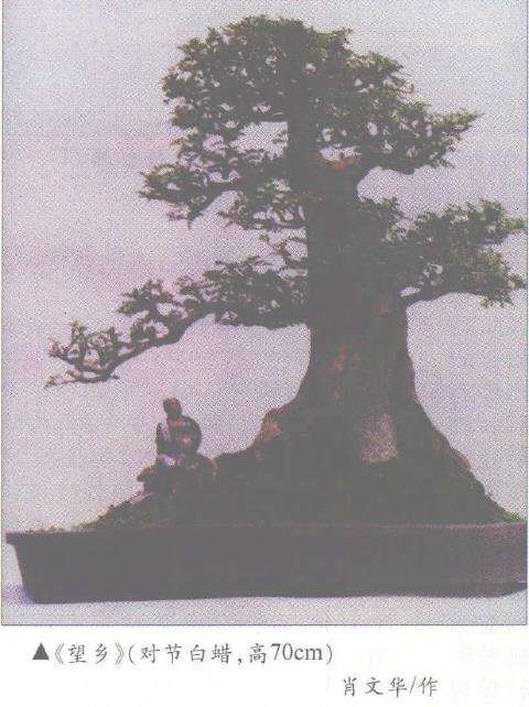 耐寒盆景树怎么室外安全越冬的3个方法