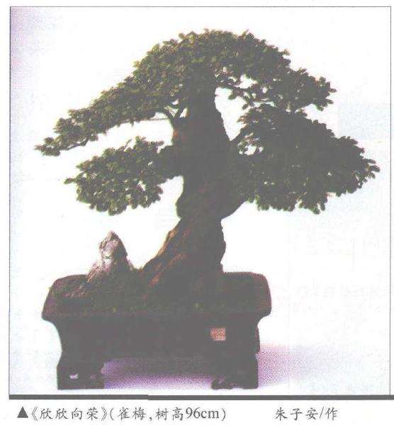 就盆景产生动感的几种情形分析于下 图片