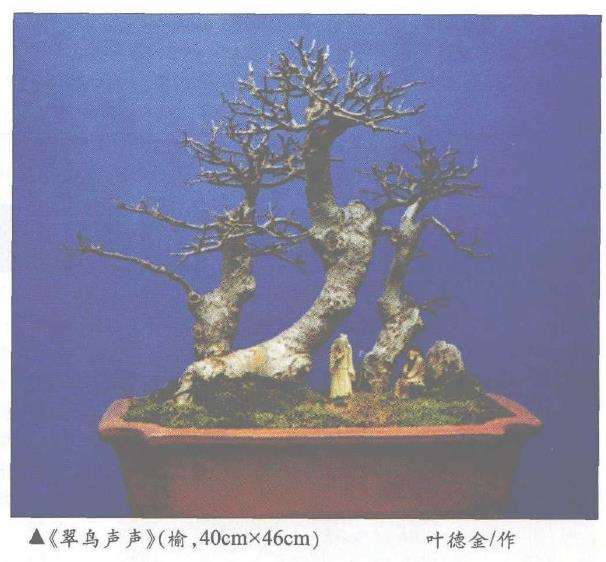 盆景盆树怎么构图设计的方法 图片