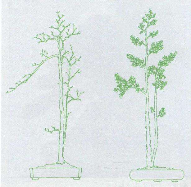 文人树盆景的美都在哪里体现 图片