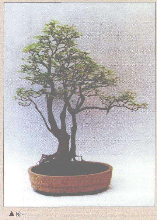 三角枫树桩盆景《金陵风骨》小析 图片