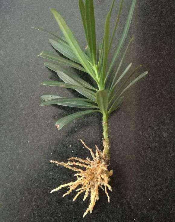 小叶罗汉松盆景怎么硬枝扦插和苗床管理