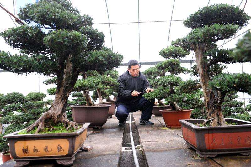 小叶罗汉松盆景怎么桩景成型的3个步骤