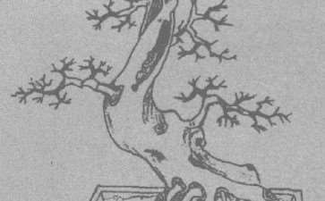 图解 杂木树桩怎么压条补根的方法