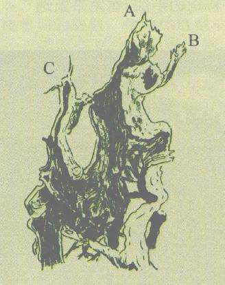 图解 赤楠下山桩老桩怎么制作成盆景