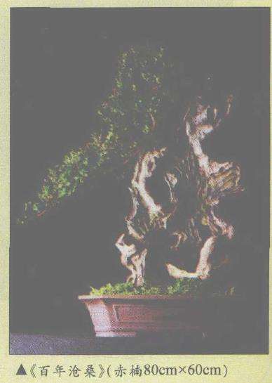 图解 赤楠下山桩老桩怎么制作成盆景