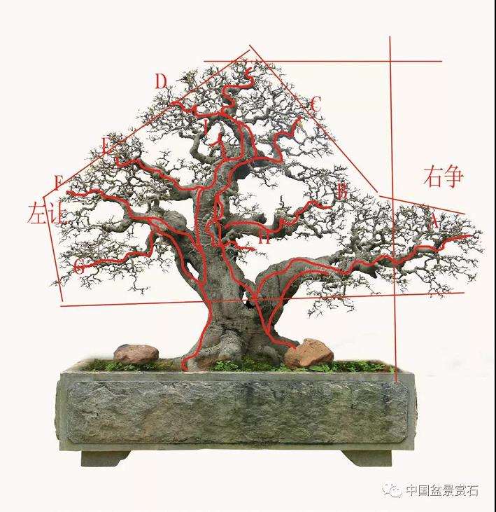 矮大树格盆景怎么造型布局的7个步骤 图片