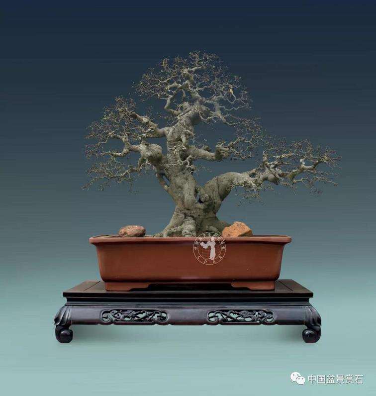 矮大树格盆景怎么造型布局的7个步骤 图片