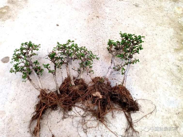 图解 姜文华怎么制作榆树山石盆景的15个步骤