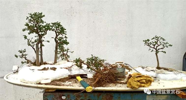 图解 姜文华怎么制作榆树山石盆景的15个步骤