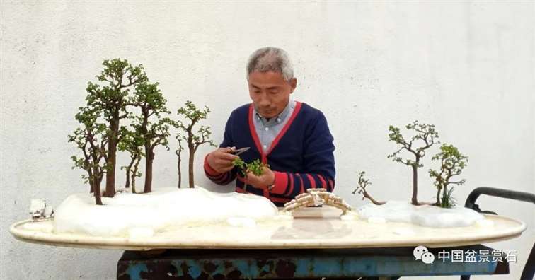 图解 姜文华怎么制作榆树山石盆景的15个步骤